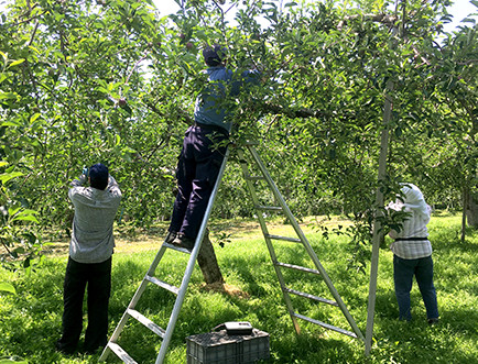 「青森の農家が一番忙しくなるのは、りんごの開花と田植えが重なる５月です」と古山さん。りんご畑でご両親と剪定作業中の様子。